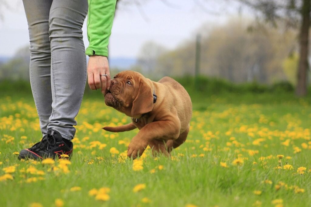 Joint supplement labels for large dogs compared