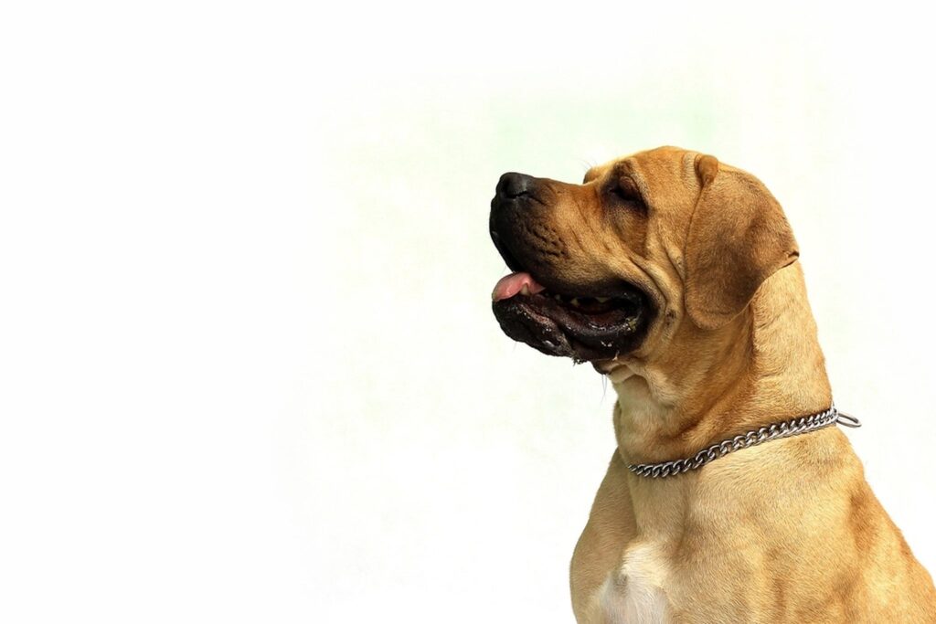 Reading a dog food label to understand ingredients