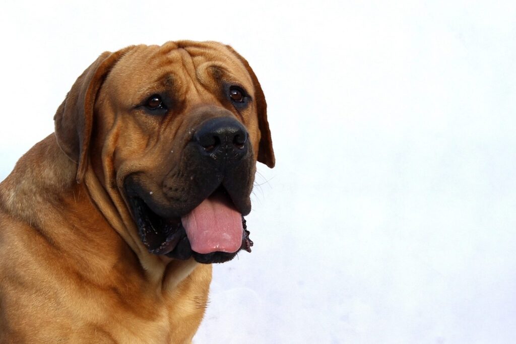 Dog dental chews and breath fresheners