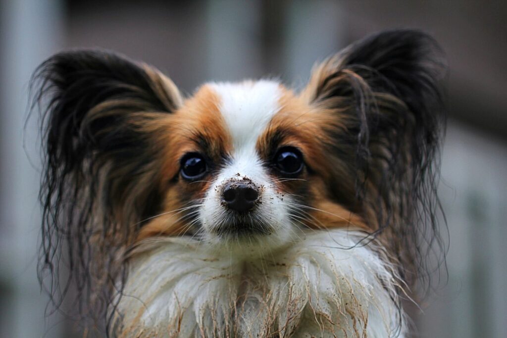Dog eye care tips: cleaning and checking a dog's eyes