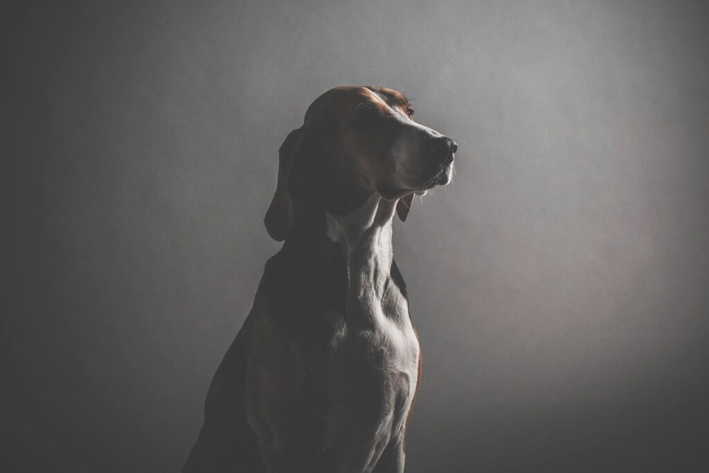 Liquid glucosamine and chewable joint supplements for large dogs