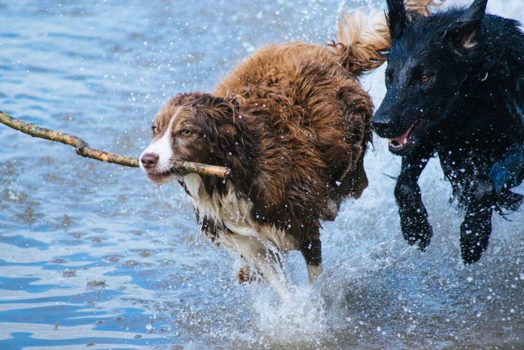 Large breed dog food and joint health guide