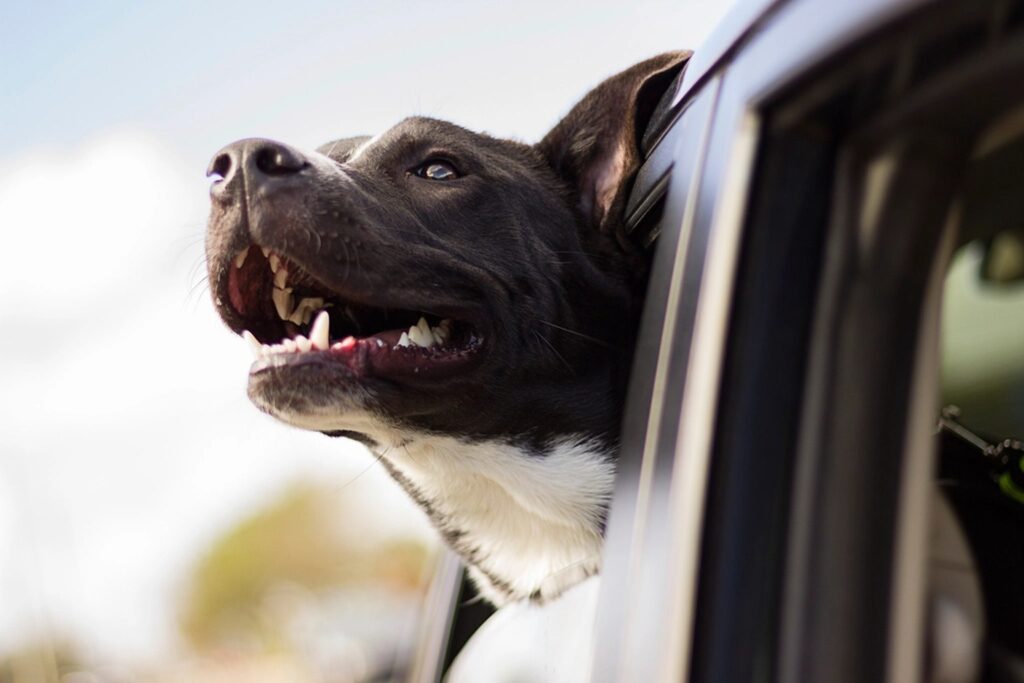 Large breed puppy and hip dysplasia diet guide