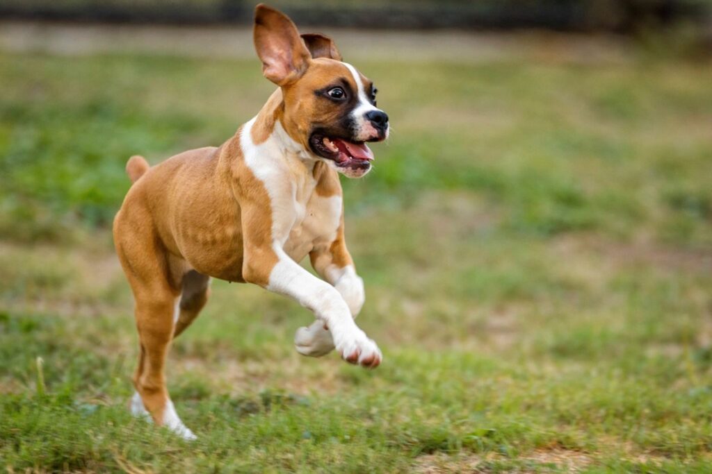 Omega-3 fish oil supplements for dogs compared