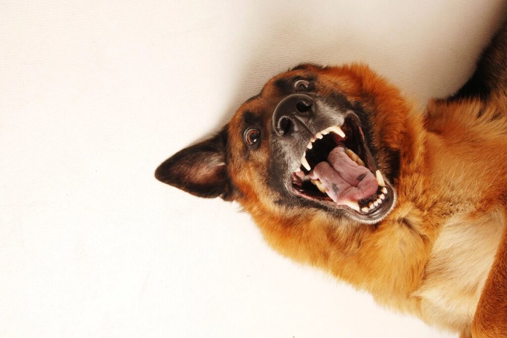 Dog vaccination schedule chart for puppies and adults
