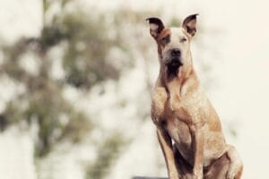 Joint supplements for dogs: ingredients and evidence