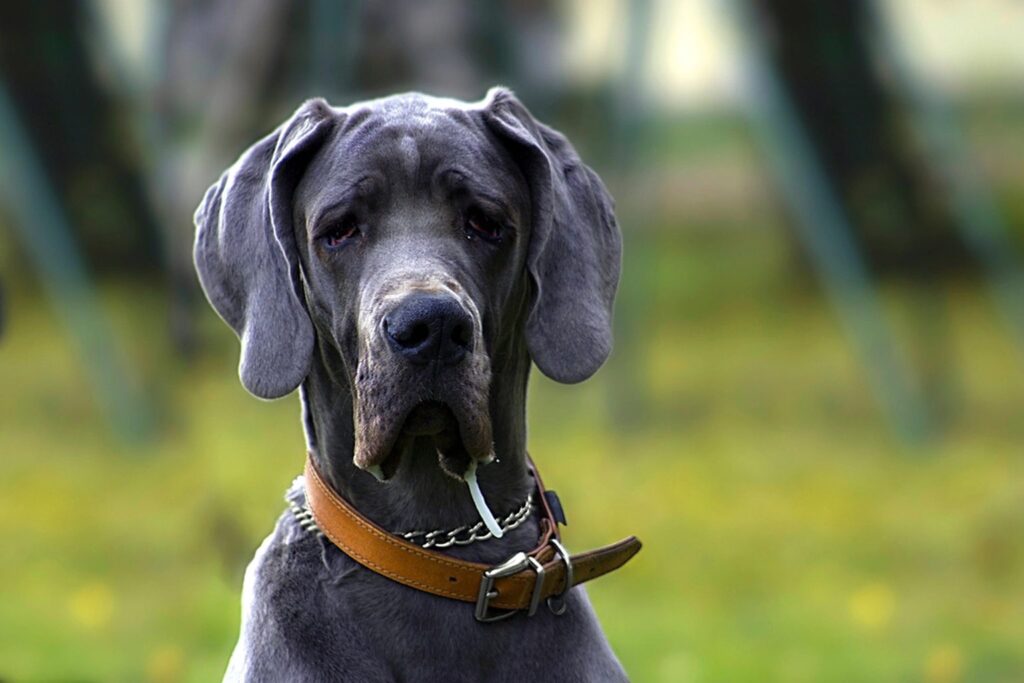 Dog scratching from a food allergy
