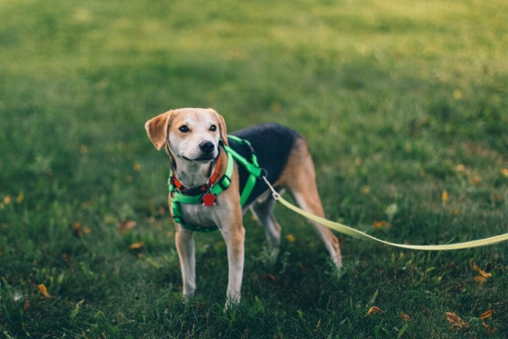 Dog wearing a collar and leash on a walk