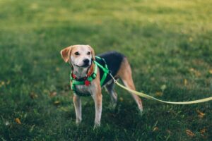 Dog wearing a collar and leash on a walk