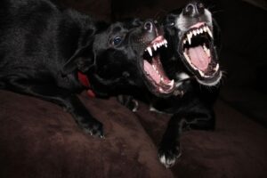 At-home dog grooming routine with brush and clippers